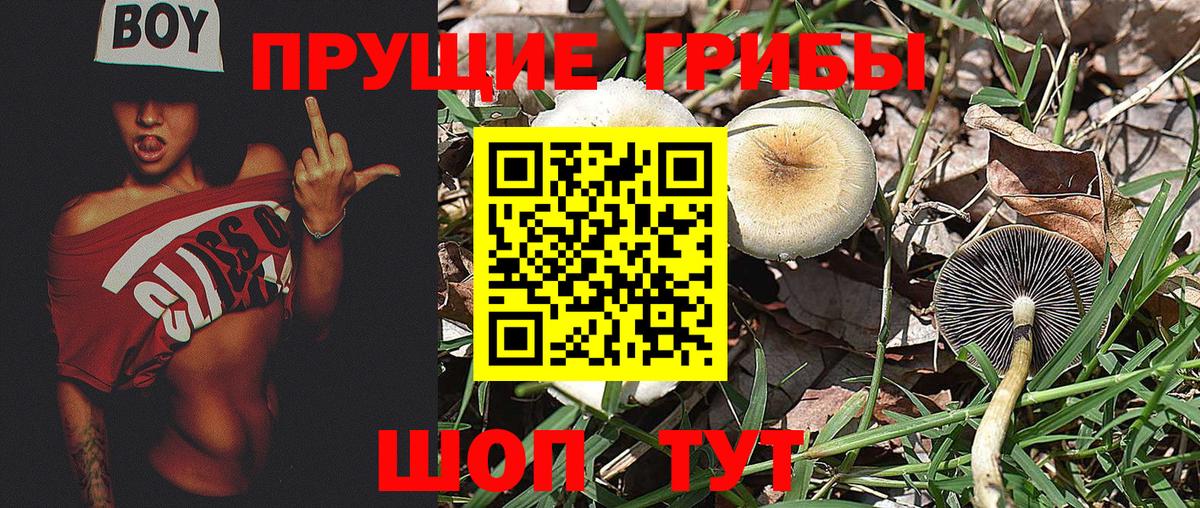 Саранск  Галлюциногенные грибы мухоморы  Вход с VPN 